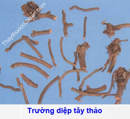Hình ảnh trường diệp tây thảo