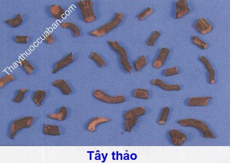 Hình ảnh vị thuốc tây thảo