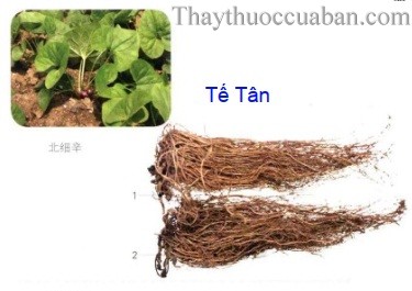 Tế t&acirc;n vị thuốc
