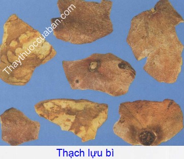 Hình ảnh vị thuốc thạch lựu bì