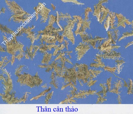 Hình ảnh vị thuốc thân cân thảo