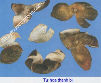 Hình ảnh tứ hoa thanh bì