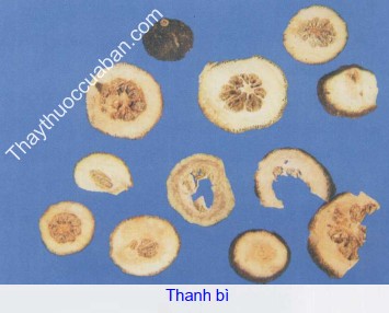 Hình ảnh vị thuốc thanh bì