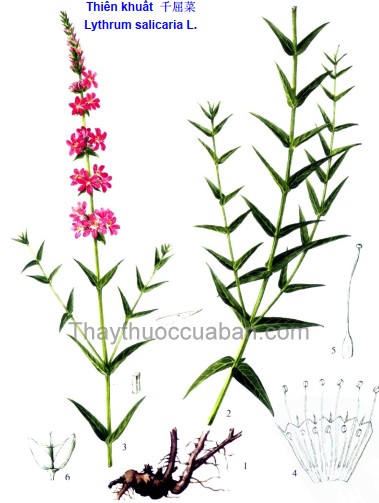 Vị thuốc Thiên khuất