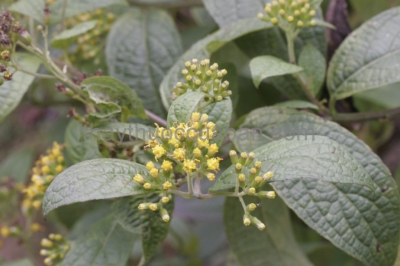 Cây Thiên Lý Quang Trắng - Senecio Nagensium