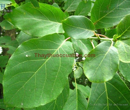 Hình ảnh cây thiên mục mộc khương tử