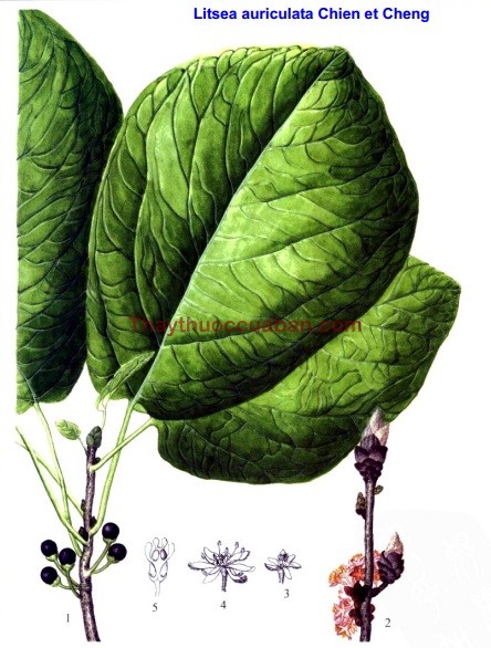 Hình ảnh vị thuốc thiên mục mộc khương tử