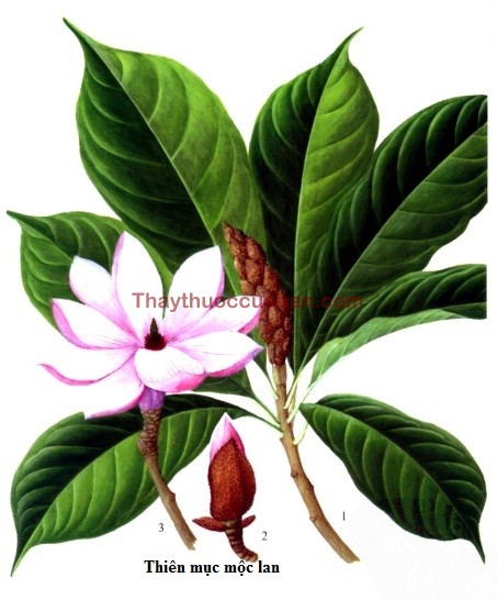 Hình ảnh vị thuốc thiên mục mộc lan