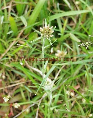 Hình ảnh cây thiên thanh địa bạch