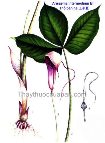 Vị thuốc Thổ bán hạ