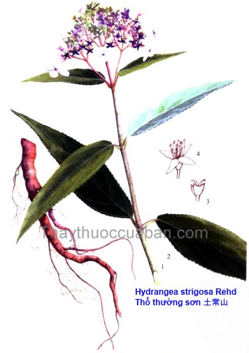 Vị thuốc Thổ thường sơn