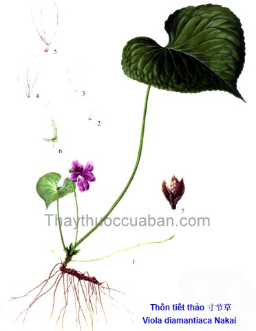 Thốn tiết thảo