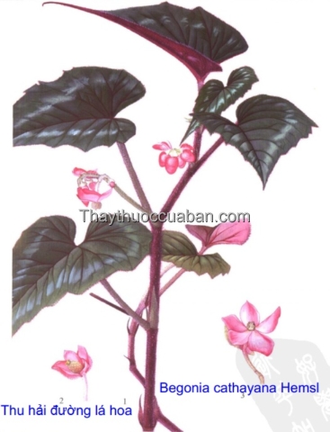 Hình ảnh thu hải đường lá hoa