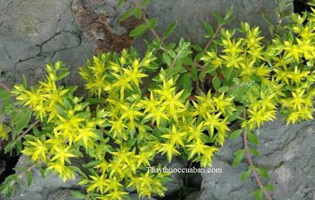 Hình ảnh cây thùy bồn thảo