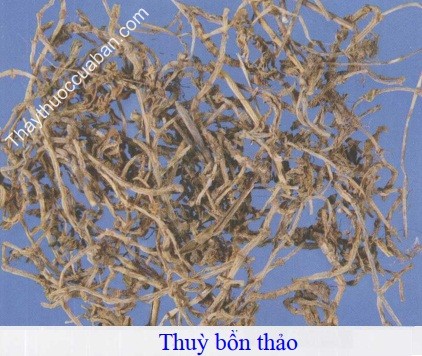 Hình ảnh vị thuốc thùy bồn thảo