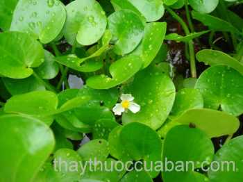 Hình ảnh Thuỷ miết