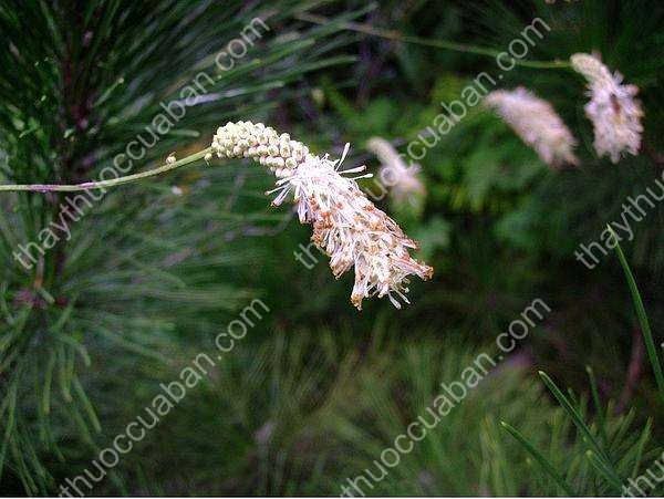 Vị thuốc tiểu bạch hoa địa du