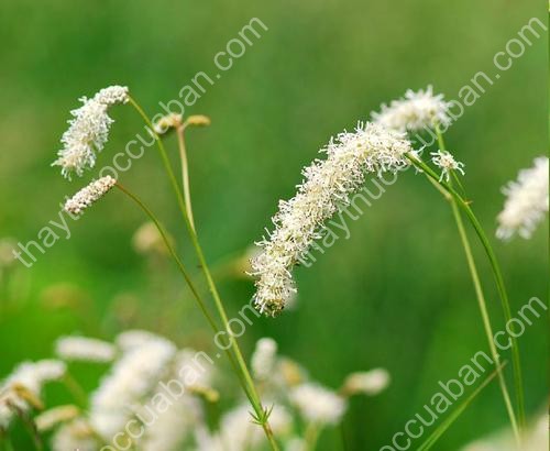 Vị thuốc tiểu bạch hoa địa du