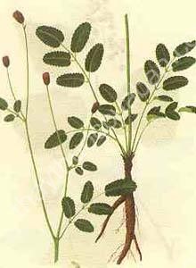 Vị thuốc tiểu bạch hoa địa du