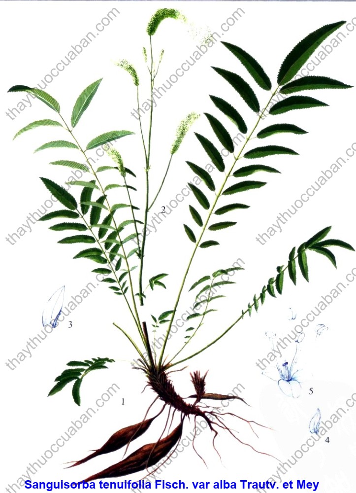 Vị thuốc tiểu bạch hoa địa du