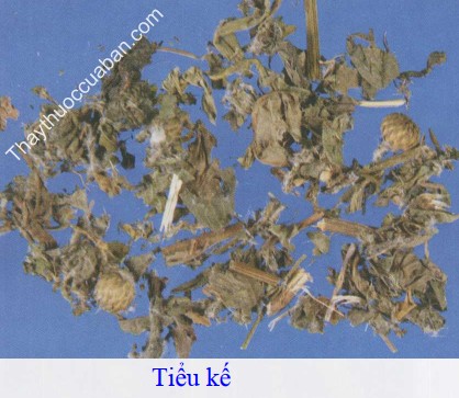 Hình ảnh vị thuốc tiểu kế
