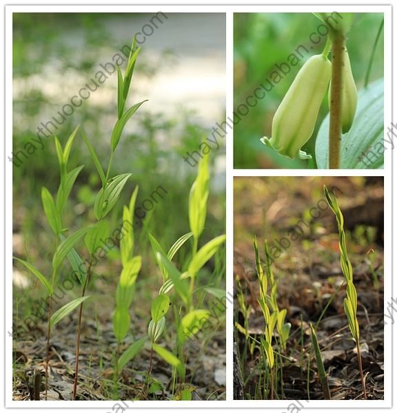 Vị thuốc tiểu ngọc trúc