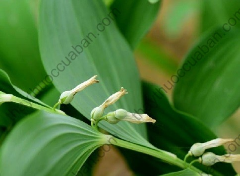 Vị thuốc tiểu ngọc trúc