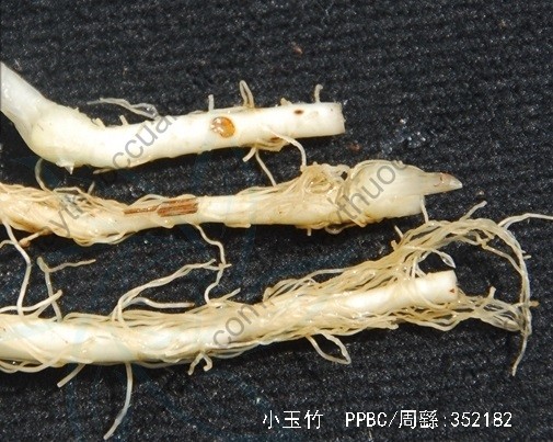 Vị thuốc tiểu ngọc trúc