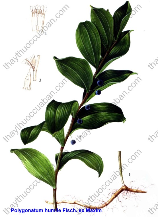 Vị thuốc tiểu ngọc trúc