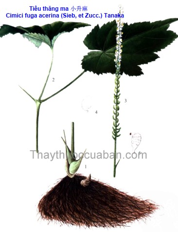 Vị thuốc Tiểu thăng ma