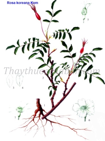 Trường bạch tường vi - 长白蔷薇 