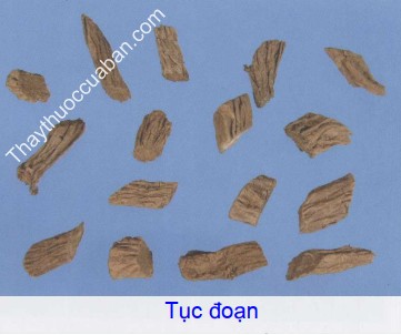 Hình ảnh vị thuốc tục đoạn