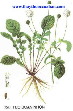 Tục đoạn, tuc doan, Dipsacus asper Wall.Radix Dipsaci 