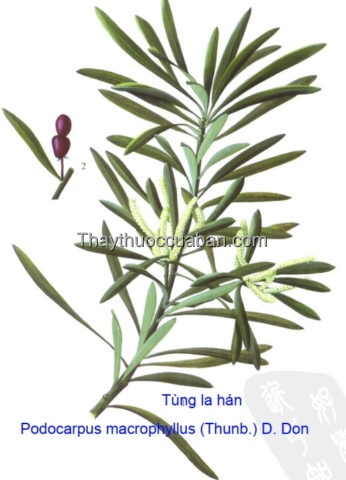 Hình ảnh cây tùng la hán