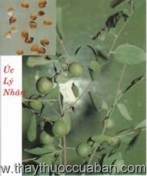 Hình ảnh Úc lý nhân