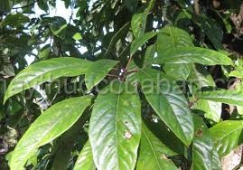 Vị thuôc cây kháo nhâm