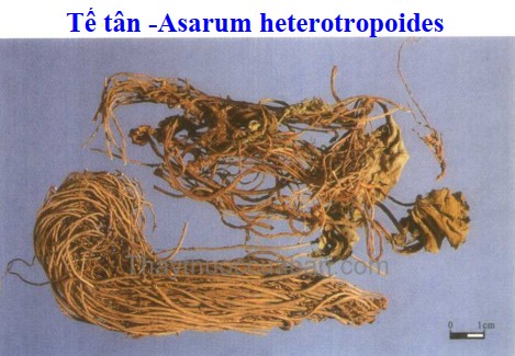 Vị thuốc tế t&acirc;n