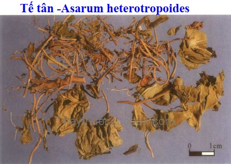 Vị thuốc tế t&acirc;n