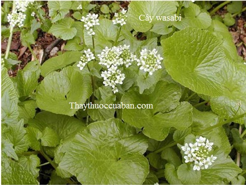 Hình ảnh cây wasabi