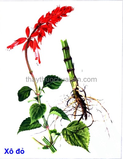 Hình ảnh cây Xô đỏ