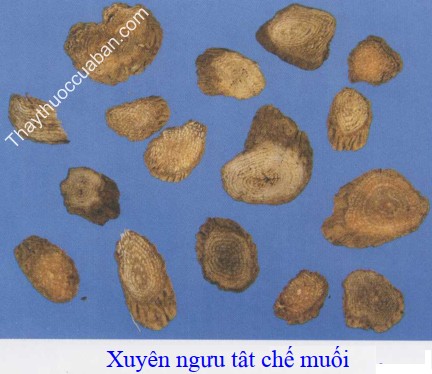 Xuyên ngưu tất chế muối