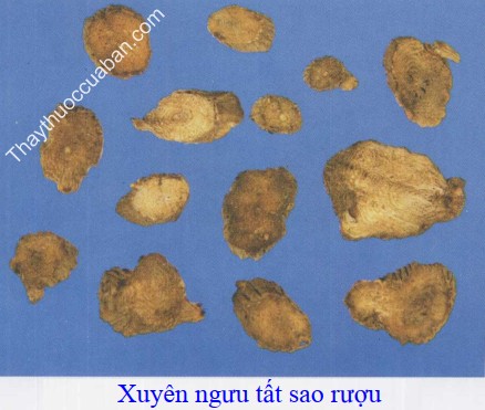 Hình ảnh xuyên ngưu tất sao rượu
