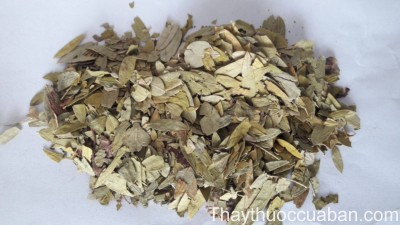 Hình ảnh vị thuốc phan tả diệp