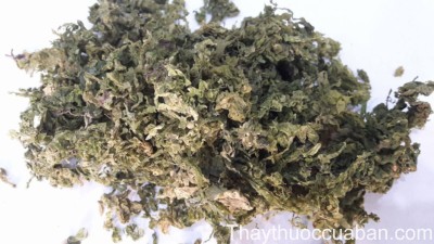 Hình ảnh vị thuốc côn bố