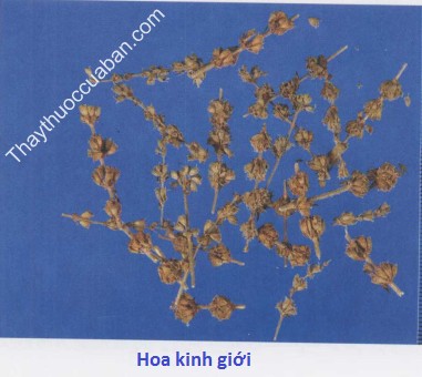 Hình ảnh hoa kinh giới