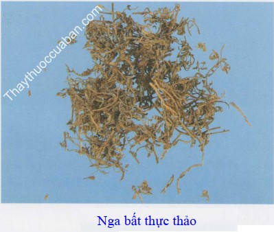 Hình ảnh vị thuốc nga bất thực thảo (cóc mẳn)