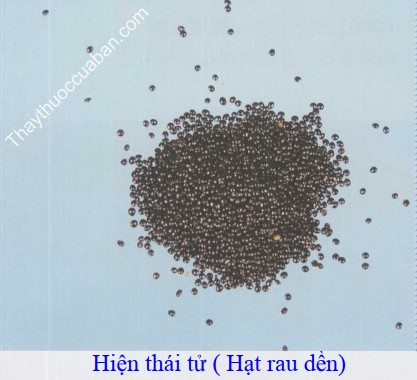 Hình ảnh hạt rau dền (hiện thái tử)