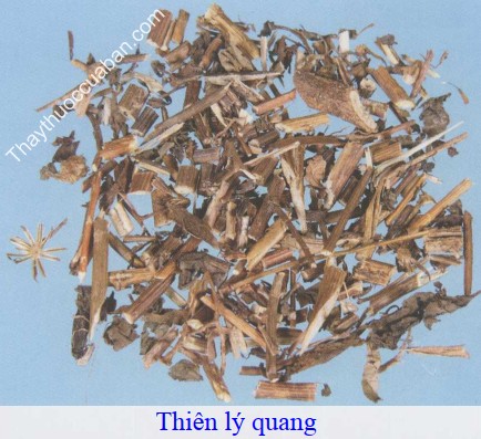 Hình ảnh vị thuốc thiên lý quang
