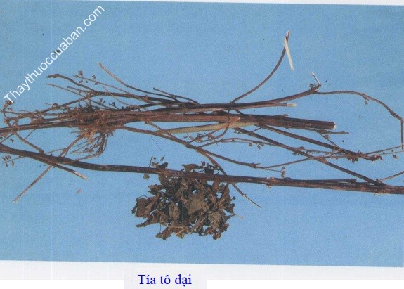 Hình ảnh vị thuốc tía tô dại